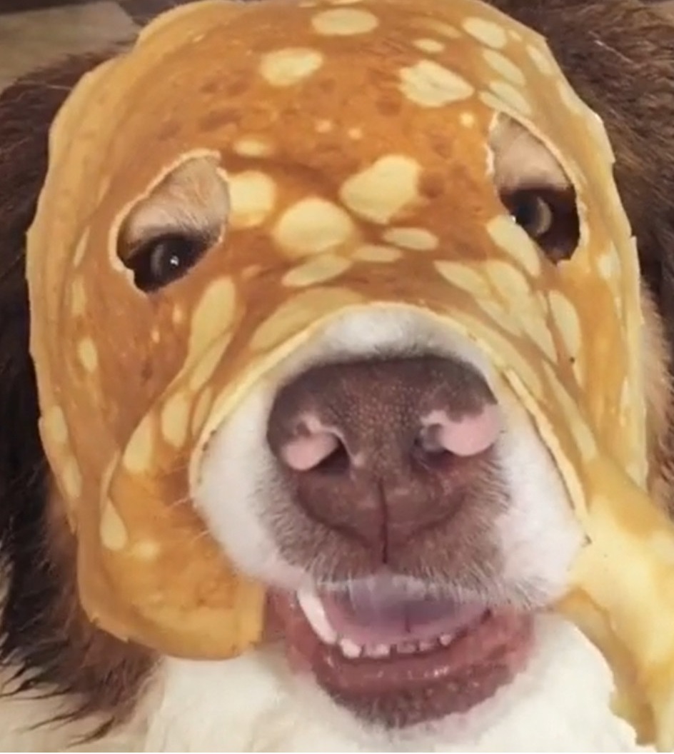 Dog wears funny pancake mask