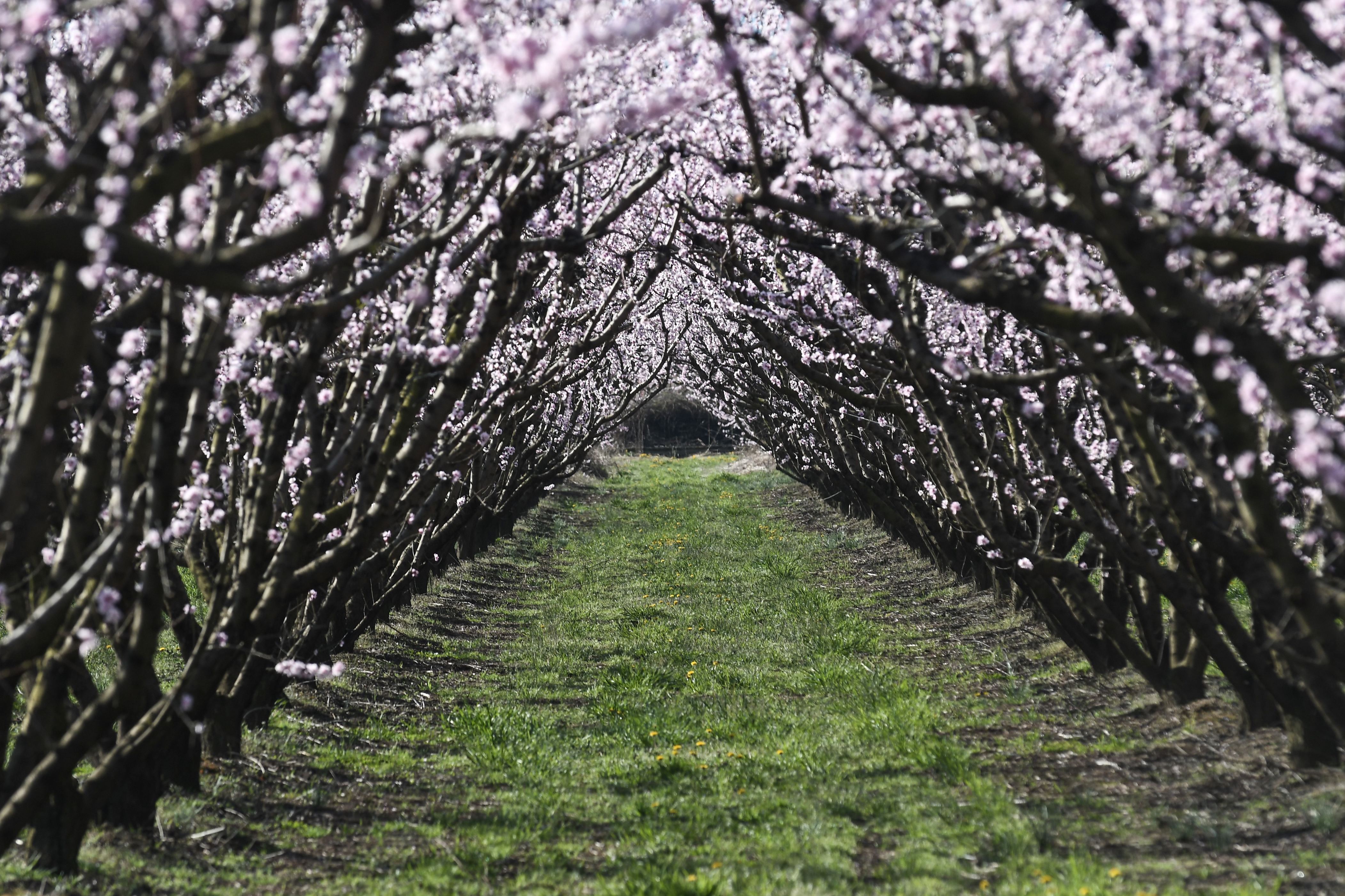 General view of flowering peach trees in Veria, Northern Greece, on March 19, 2019. - Every year there is a unique phenomenon that appears in the Greek countryside, which resembles the blossomed cherry trees in Japan. In mid-March, the fertile plain of Veria is transformed in a vast pink coloured bed of blossoming peach trees. (Photo by Sakis MITROLIDIS / AFP)        (Photo credit should read SAKIS MITROLIDIS/AFP/Getty Images)