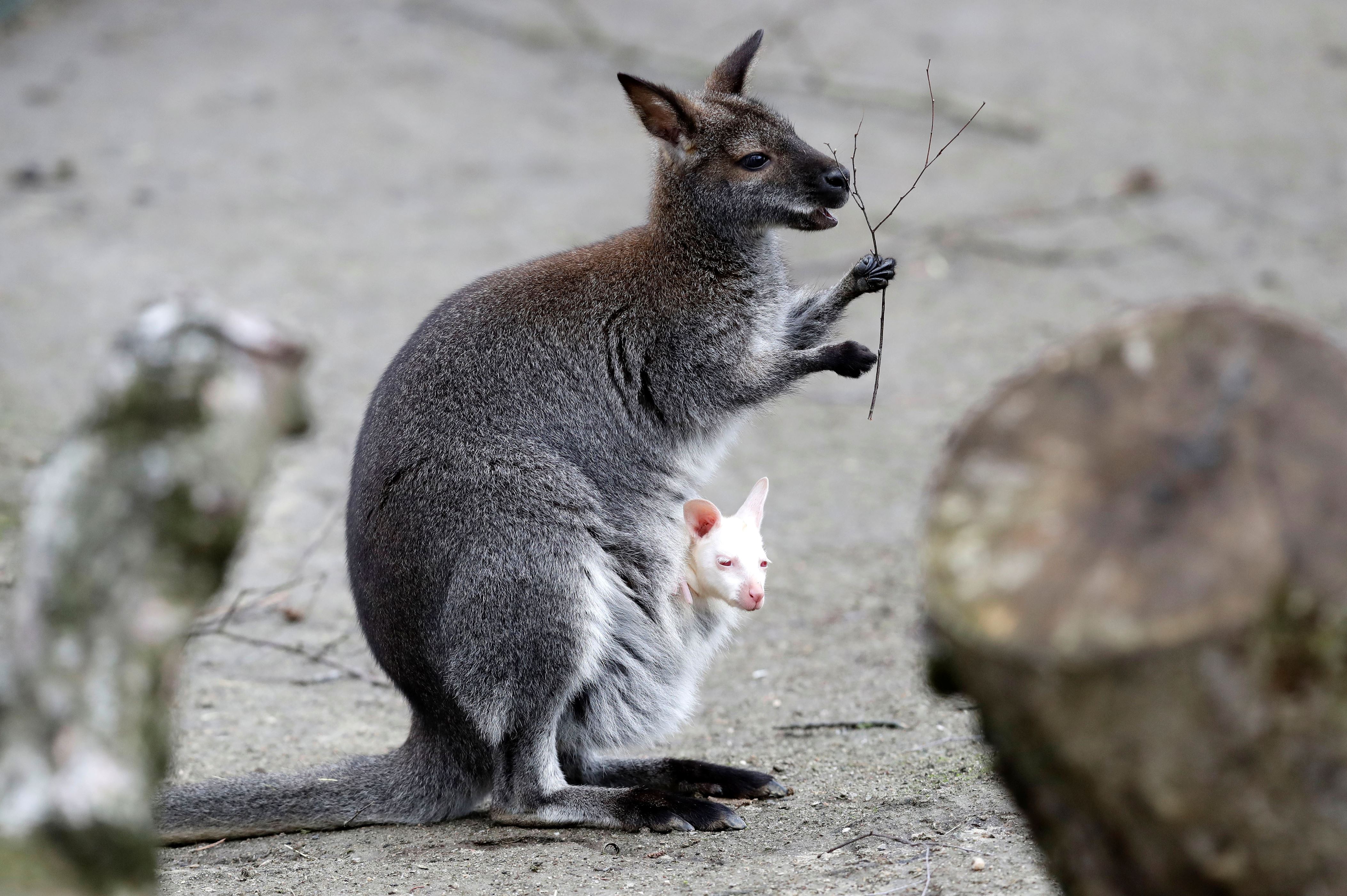 A newly born albino red-necked wallaby joey is being carried by its mother in their enclosure at the zoo in Decin, Czech Republic, March 13, 2019.  REUTERS/David W Cerny