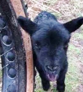 LAMB