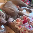 Precious pup gently watches over newborn babies