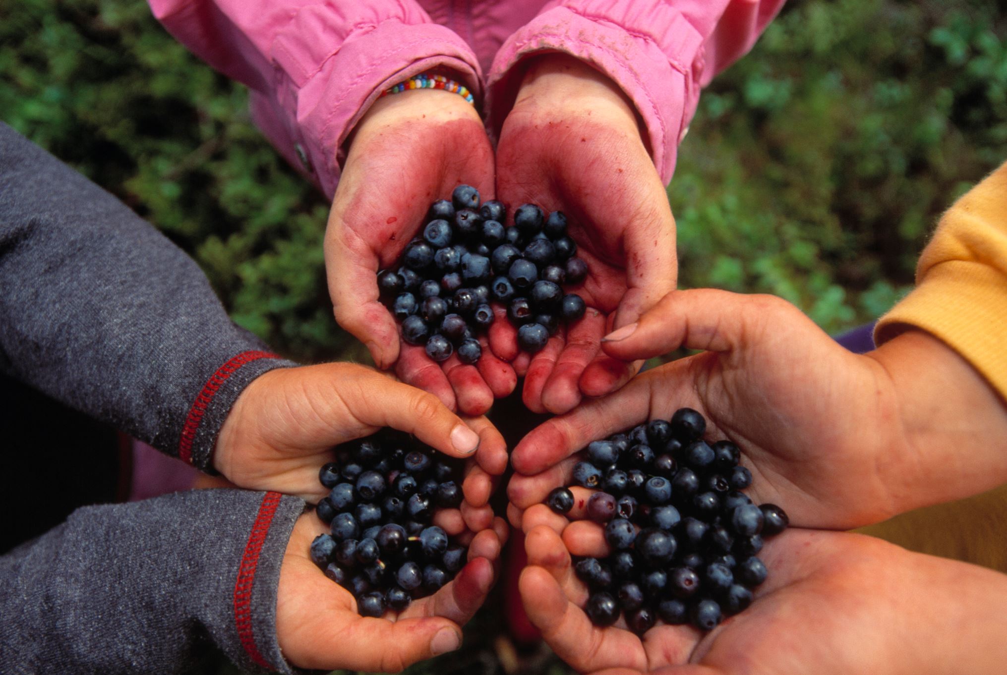 Blueberries are one of the best sources of Vitamin C. This vitamin helps in the production of collagen that strengthens the capillaries supplying blood to the hair shafts.