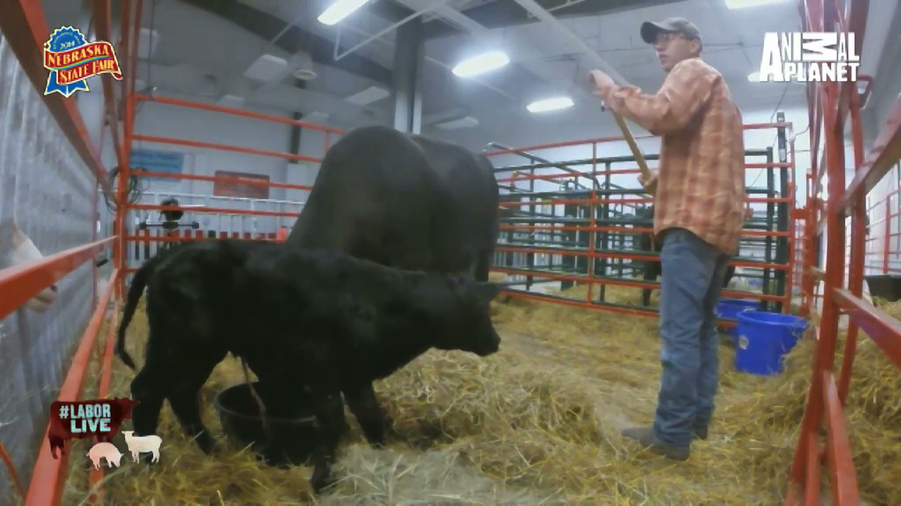 Calf takes first steps to eat with mom