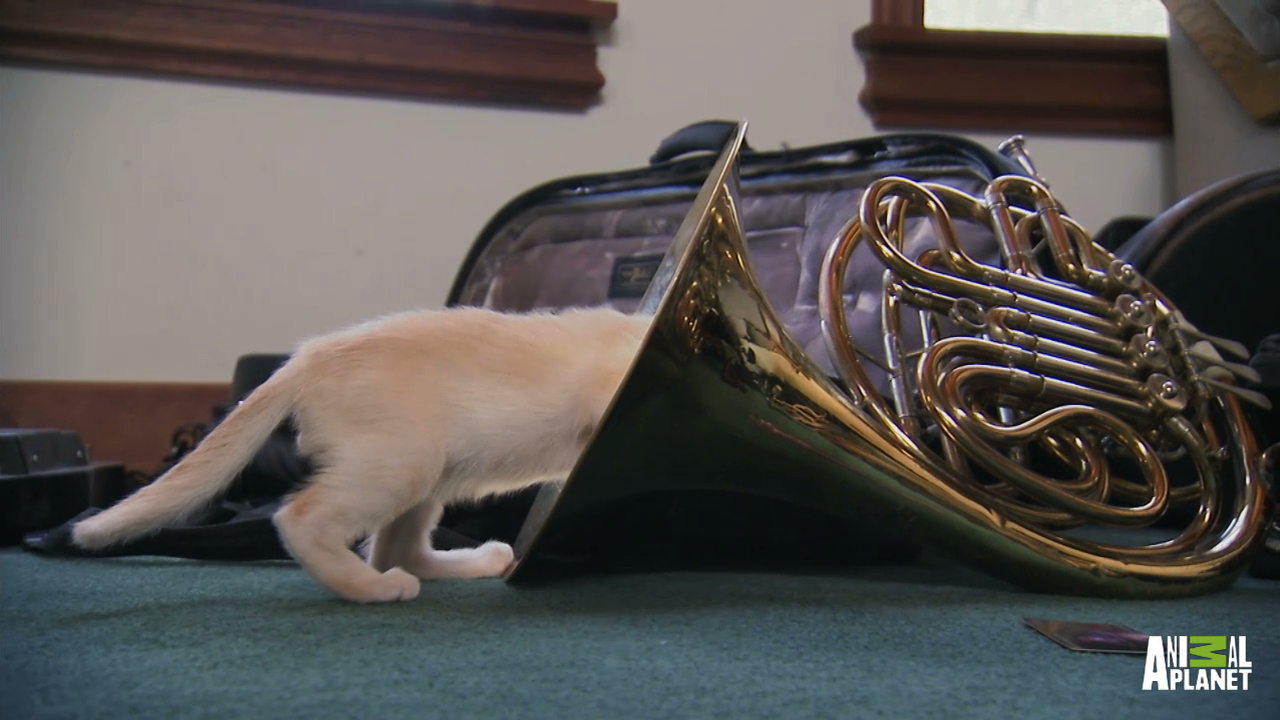 Melody's interesting use of a French horn