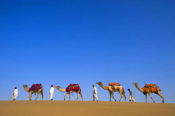 Rajput nomads with their camel caravan in the Thar desert, Jaisalmer, Rajasthan, India