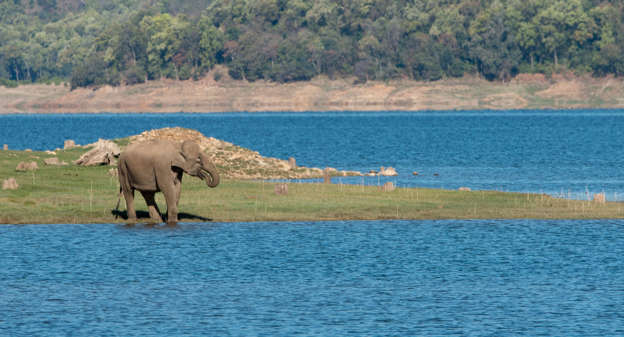 An elephant quenching thirst against a classic Dhikala background in Jim Corbett National Park, India