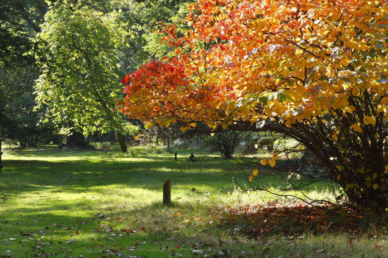 Forest of Dean, England, U.K.