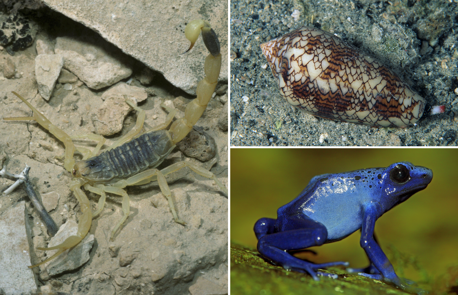 most venomous creatures Earth