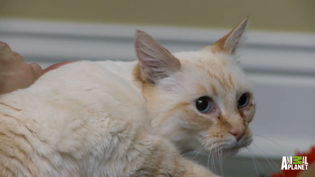 Frankie's the cat's follow-up