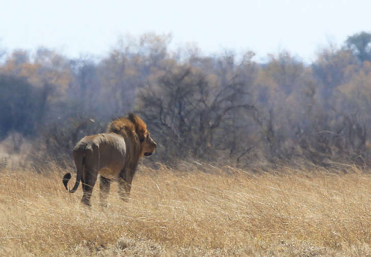 A lion named Tommy walks through scorched grass towards shade near a spot Cecil the lion was lured onto a farm in an alleged illegal hunt in Hwange about 700 kilometres south west of Harare, Zimbabwe, Thursday, Aug. 6, 2015.