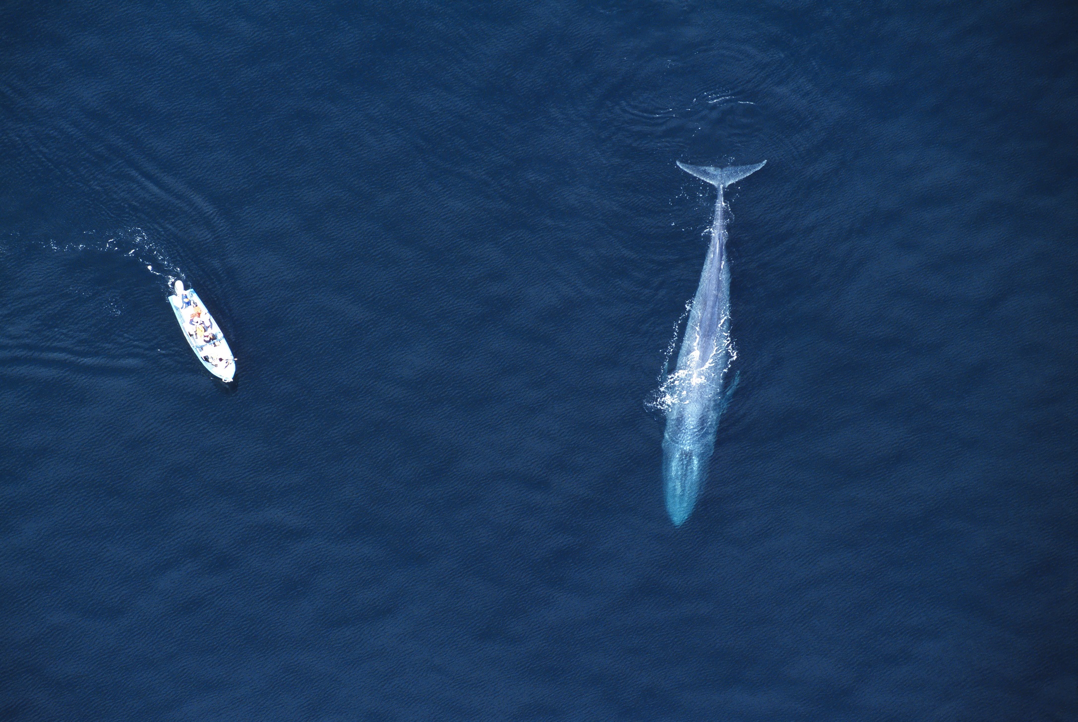 Blue Whale mother (Balaenoptera musculus) with research boat. Aerial view. Sea of Cortez (Gulf of California), Baja California, Mexico (Pacific coast). Endangered. Research boat 22 feet long