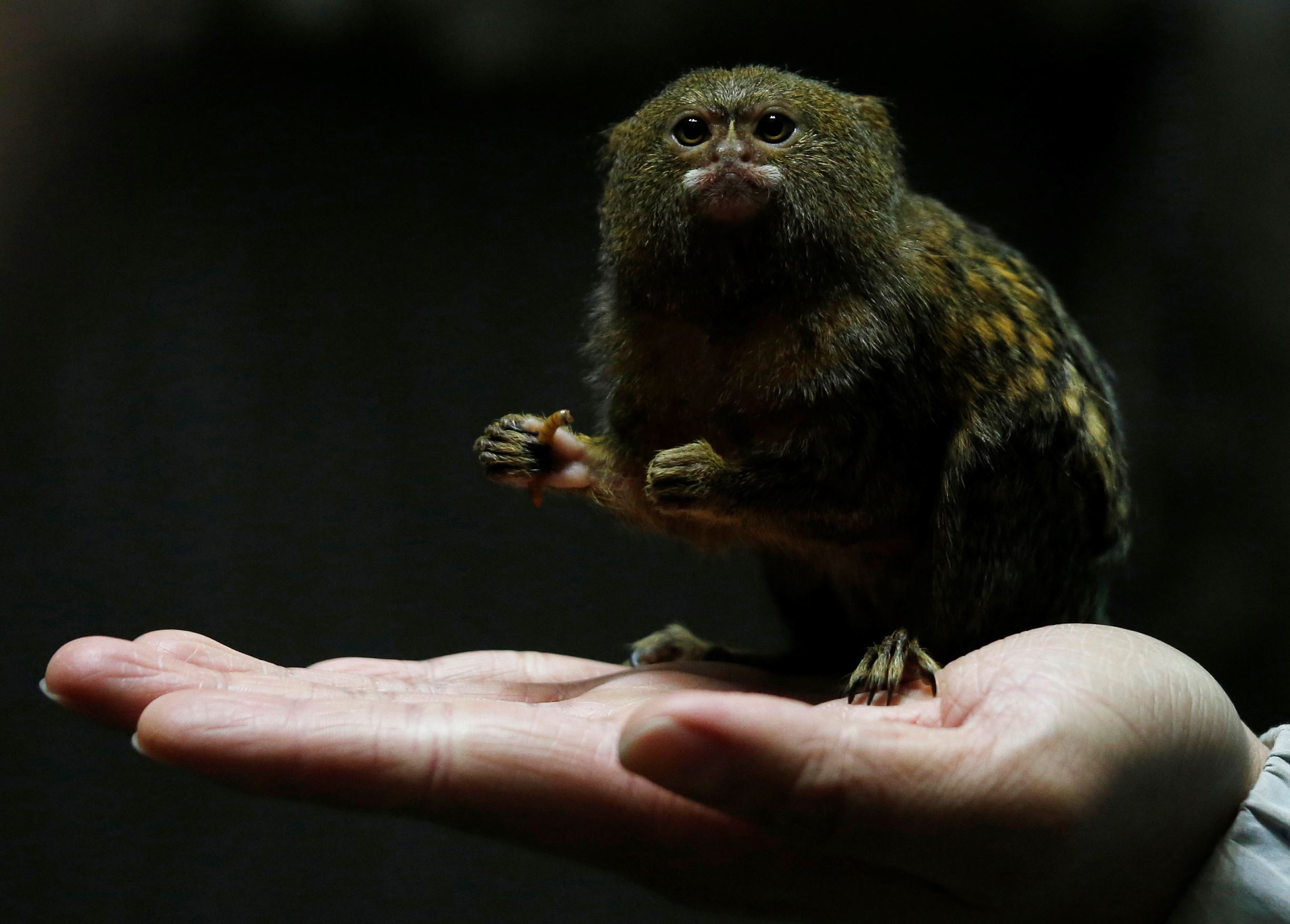 Hong Kong Ocean Park worker poses with a pygmy marmoset, the world's smallest monkey, in Hong Kong, China February 2, 2016. The Chinese New Year of the Monkey falls on February 8, 2016. REUTERS/Bobby Yip TPX IMAGES OF THE DAY