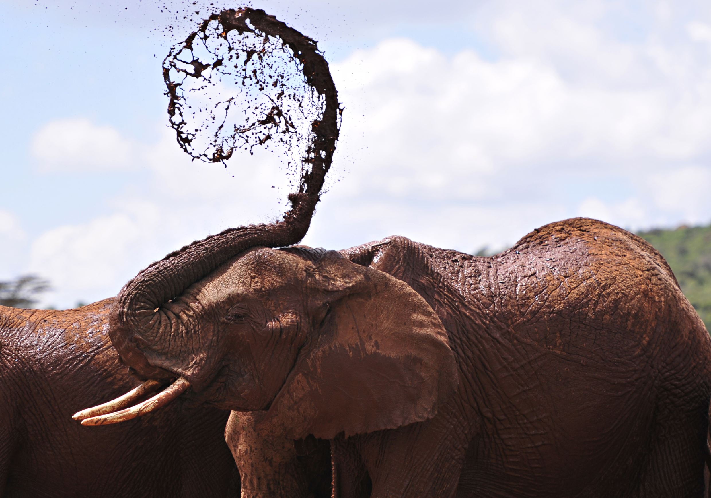 TOPSHOT - An African elephants throws mud onto himself at the Mpala Research Center and Wildlife Foundation, near Rumuruti, Laikipia District, Kenya, on January 31, 2016.  / AFP / SIMON MAINA        (Photo credit should read SIMON MAINA/AFP/Getty Images)