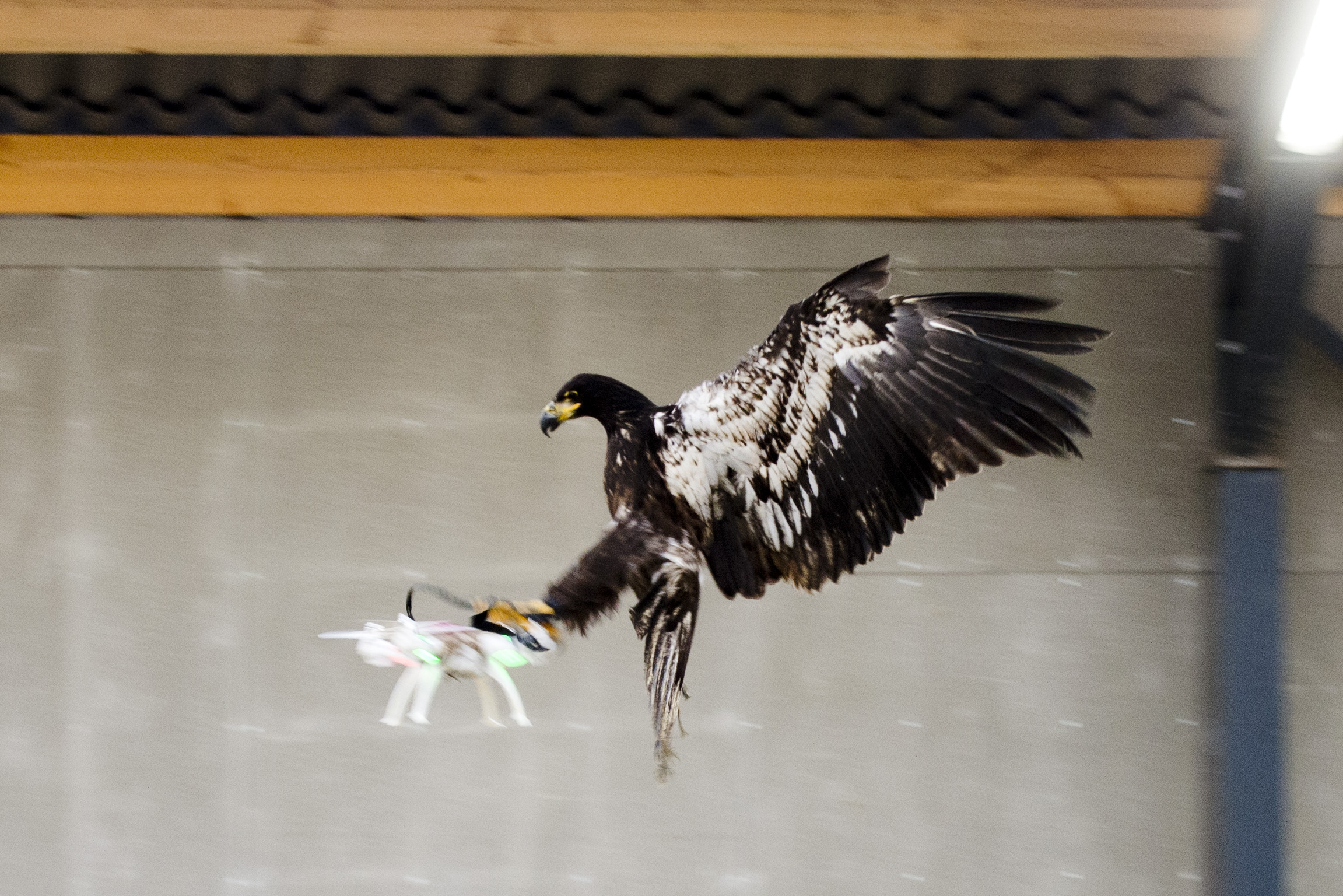 An eagle is seen gliding straight toward a drone before clutching it and dragging it to the ground in Rotterdam, Netherlands January 29, 2016, in this handout photo released by the Netherlands police to Reuters on February 1, 2016. Dutch police puzzling over how to remove drones that pose a public safety threat are testing a way to get the job done in one fell swoop: with trained eagles.