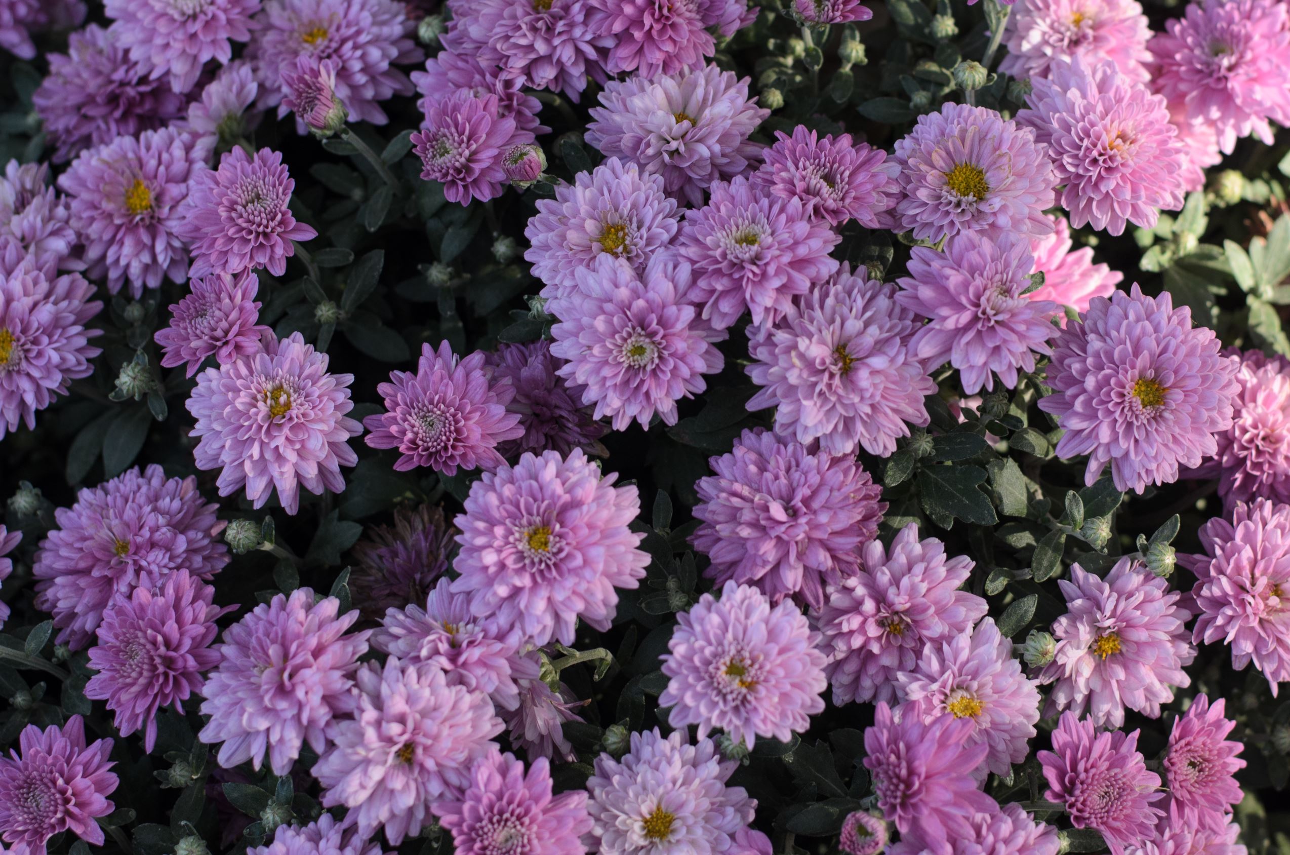 Stjernetegn: blomstene passer best!