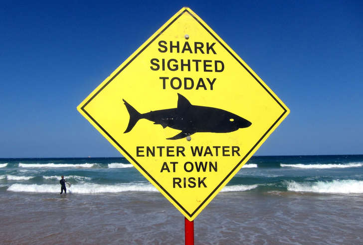 A surfer carries his board into the water next to a sign declaring a shark sighting on Sydney's Manly Beach, Australia, November 24, 2015. A spate of shark attacks and sightings in Australia is leaving some of the world's choice surfing and swimming beaches deserted ahead of summer Down Under. Christmas in the Southern Hemisphere typically draws millions of people to the warm Pacific waters of eastern Australia but for many the risk may not be worth it. Picture taken November 24, 2015.  REUTERS/David Gray - RTX1VPBS