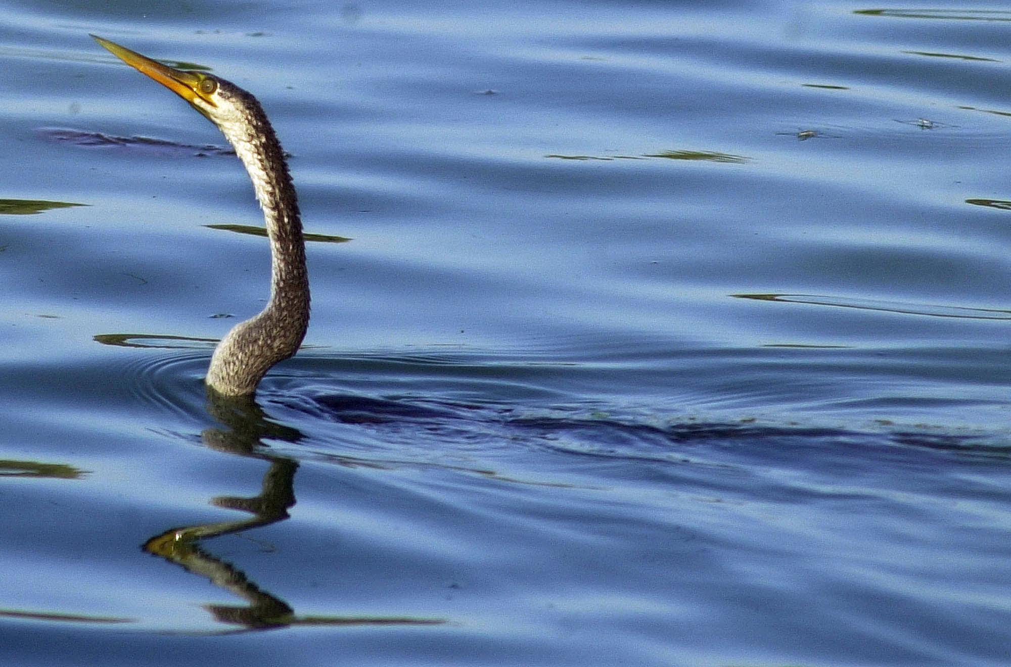 amazing wildlife sanctuaries India