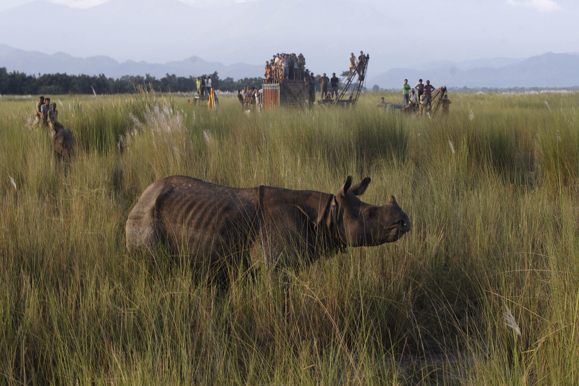 wildlife safaris that will hooked
