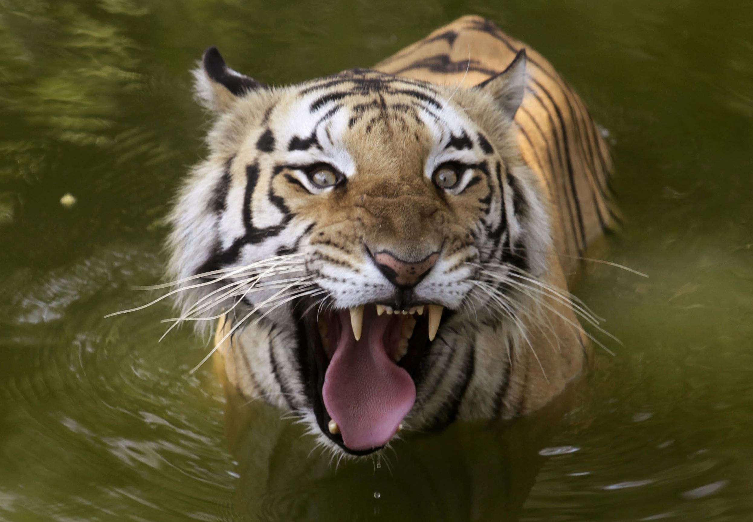 wildlife safaris that will hooked