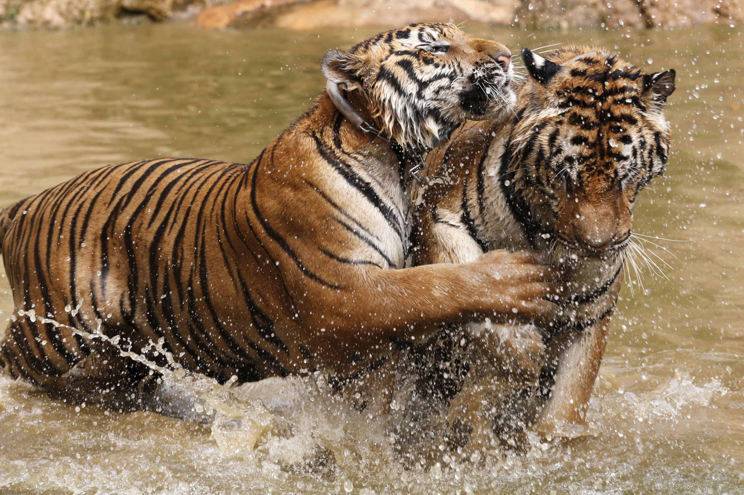 amazing wildlife sanctuaries India