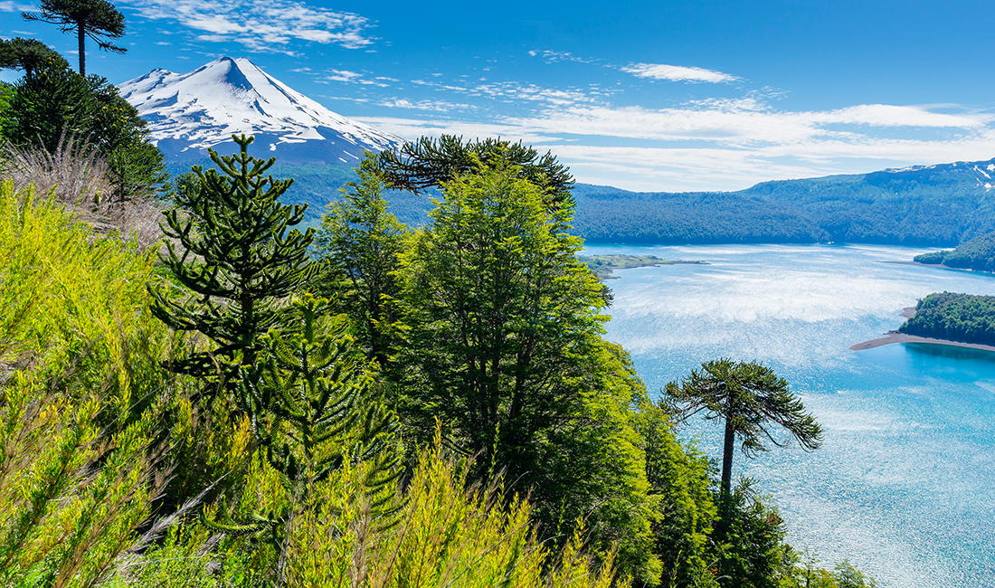 majestic forests must visit