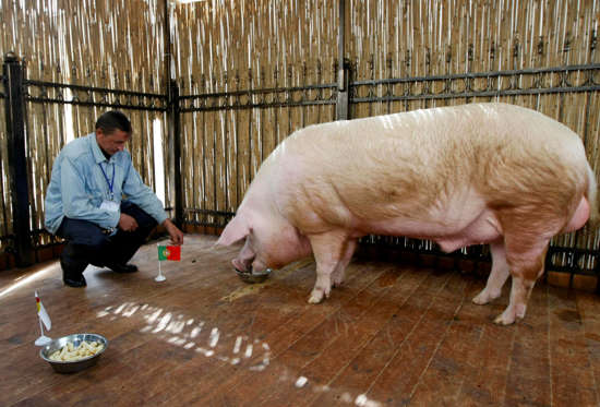 Funtik the pig - ANATOLII STEPANOV/REUTERS/Reuters Funtik the pig predicts the result of the Euro 2012 semi-final soccer match between Spain and Portugal, by choosing the food plate with Portugal flag, at the fan zone in Kiev, June 27, 2012.