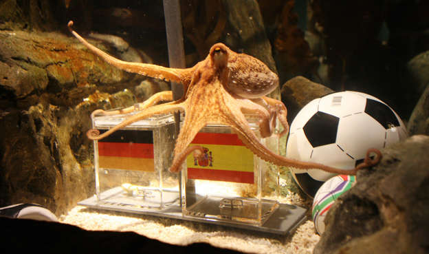 Paul the Octopus - PATRIK STOLLARZ/AFP/Getty Images An octopus named Paul sits on a box with decorated with a Spanish flag and a shell inside on July 6, 2010 at the Sea Life aquarium in Oberhausen, western Germany. Paul's task is to decide in favour of one of the shells hidden in boxes with the flags of Germany (L) and Spain to act thus as oracle for the upcoming semi-final match of the FIFA Football World Cup between the two countries on July 7, 2010 in Durban, South Africa.