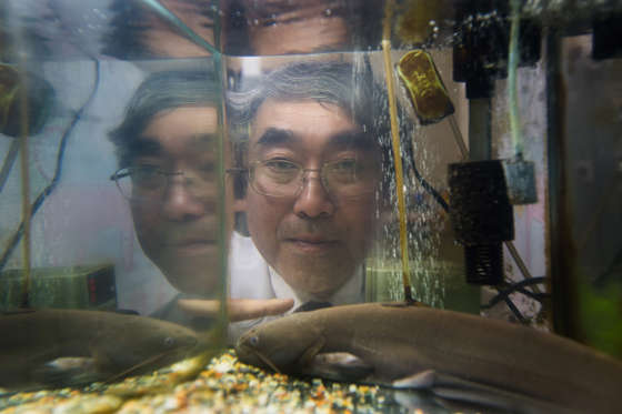 Catfish - Jeremy Sutton-Hibbert/Getty Images Professor Naoyuki Yada, in his research laboratory with his catfish he uses to try and predict imminent seismic activity, at the Kanagawa Institute of Technology on April 20, 2012 in Atsugi, Japan. P