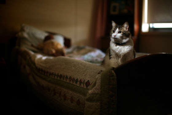 Oscar the Cat - Dina Rudick/The Boston Globe via Getty Images Story on Oscar the Cat, who roams the halls of the Steere House Nursing and Rehabilitation Center in Providence, RI, has an uncanny knack to tell when a resident is about to die, which he shows by curling up next to the person in bed. Story by Colin Nickerson.