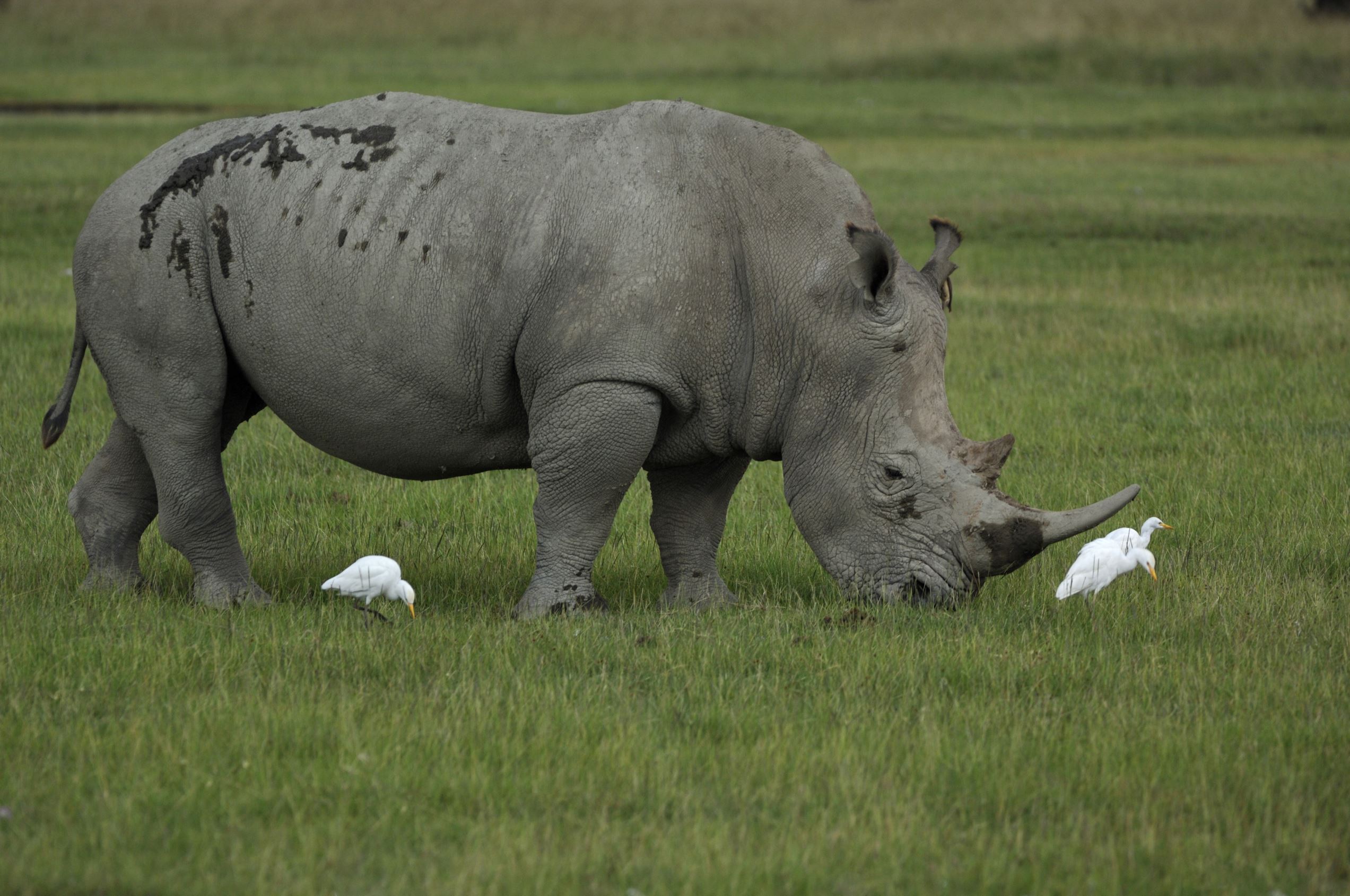 Amazing species that longer exist