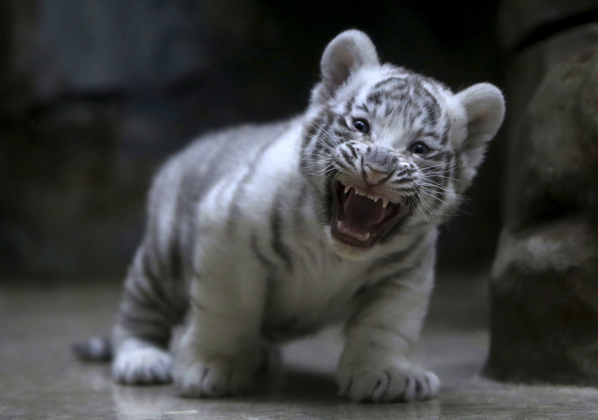 White tiger