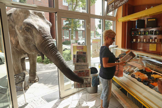 BERLIN, GERMANY - JULY 01:  Maja, a 40-year-old elephant, extends her trunk into a bakery as a customer buys a newspaper while Maja took a stroll through the neighborhood with her minders from a nearby circus on July 1, 2016 in Berlin, Germany. Maja perf