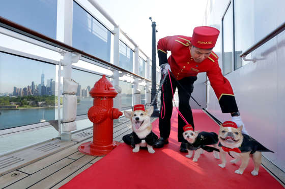 Kennel Master Oliver Cruz tends to celebrity dogs Wally, from left, Ella and Chloe outside the kennel aboard the ocean liner Queen Mary 2, docked at her homeport at the Brooklyn Cruise Terminal in New York, Wednesday, July 6, 2016. The Cunard ship underw