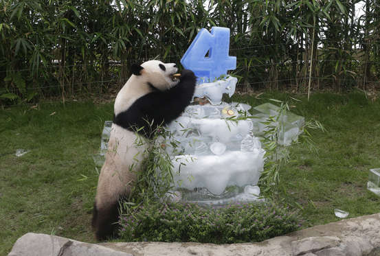 Chinese panda Le Bao bites bread, leaning on a birthday cake made with ice in a celebration for his fourth birthday on July 28, at the Everland amusement park in Yongin, South Korea, Sunday, July 10, 2016. A pair of giant pandas arrived in South Korea on March 3, 2016, following an agenda about panda research cooperation in a meeting between Chinese President Xi Jinping and South Korean President Park Geun-hye in 2014.