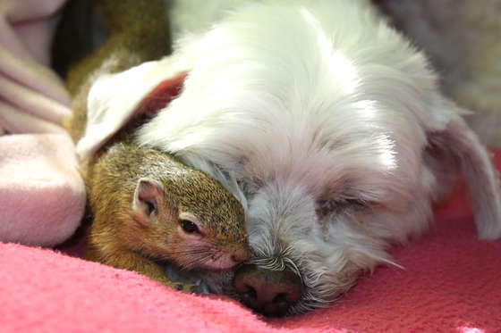 Compton the abandoned squirrel thrives, Hoedspruit, South Africa - Jul 2016 Compton the squirrel has a close relationship with other animals at the Daktari Wildlife Orphanage, including this dog