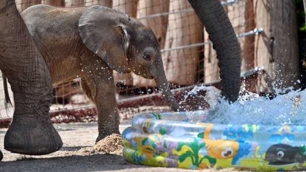 Little elephant Tamika plays at a pool in its enclosure at the zoo in Halle, eastern Germany, on July 22, 2016.
The young elephant girl was born on June 26, 2016 and its name means 'little sweet'. / AFP / dpa / Hendrik Schmidt / Germany OUT        (Photo