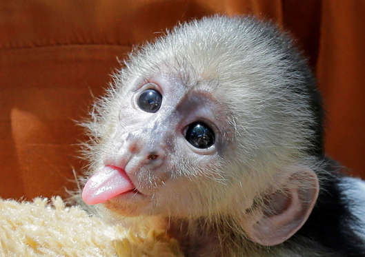 This baby white-faced capuchin boy monkey, born on May 17, sticks out its tongue at Jungle Island, Wednesday, July 6, 2016, in Miami. The monkey, the offspring of capuchin monkeys Fabiana and Mogli, hasn't been named yet, Jungle Island is asking the publ