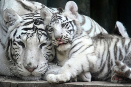 White Indian tiger cubs at Liberec Zoo, Czech Republic - 03 Jul 2016 Mother tiger Surya Bara with one her cubs