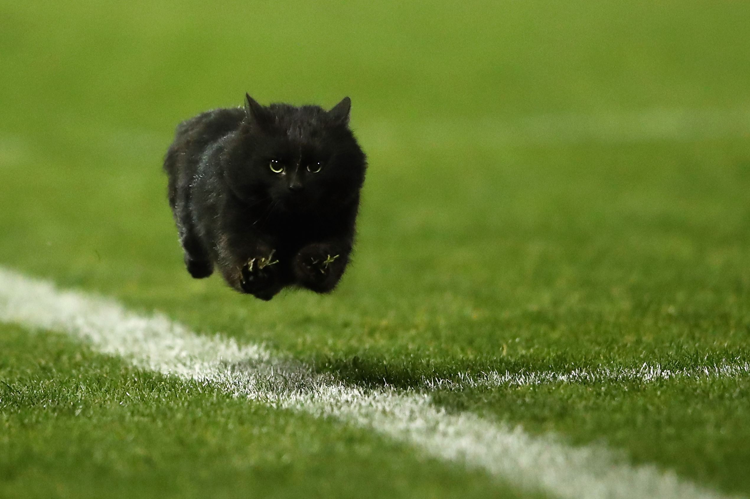 Funniest animal pitch invaders