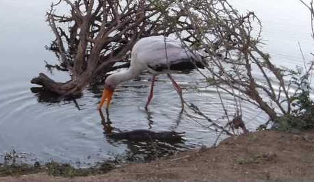 Stork Startled When Crocodile Emerges