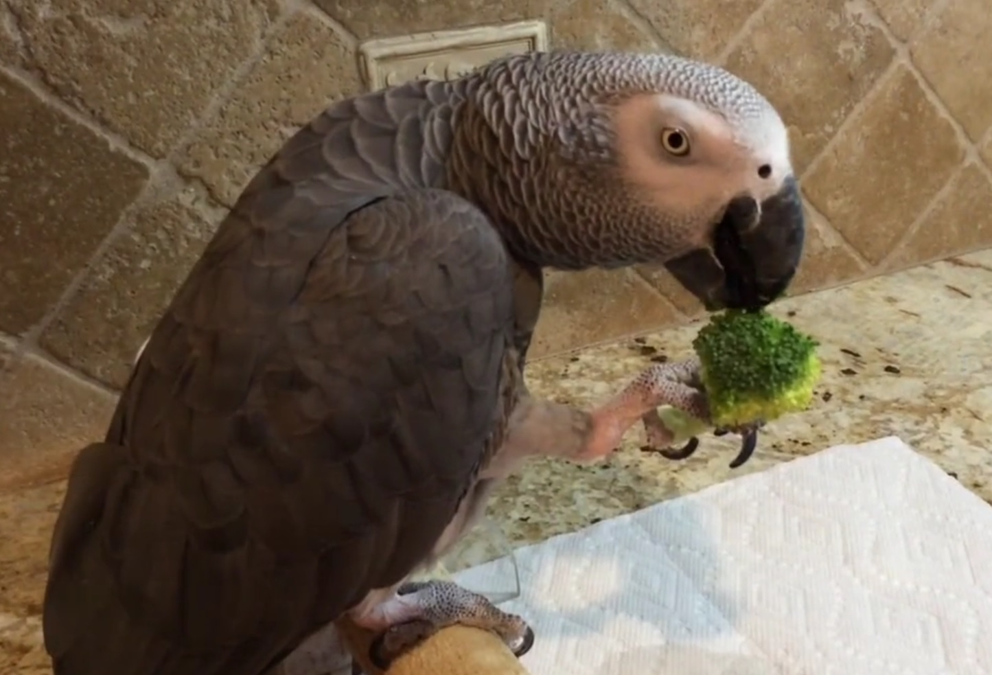 Talking parrot politely asks healthy