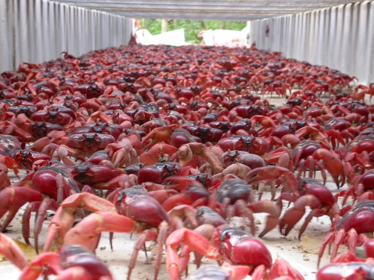 Pics: weirdest islands world