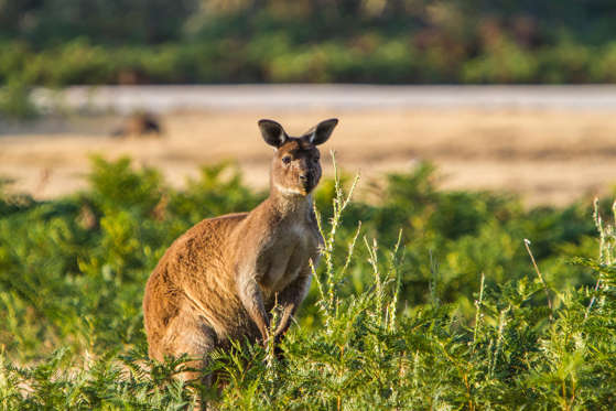 Diapositiva 9 de 11: Get up close and personal with the locals on Kangaroo Island.