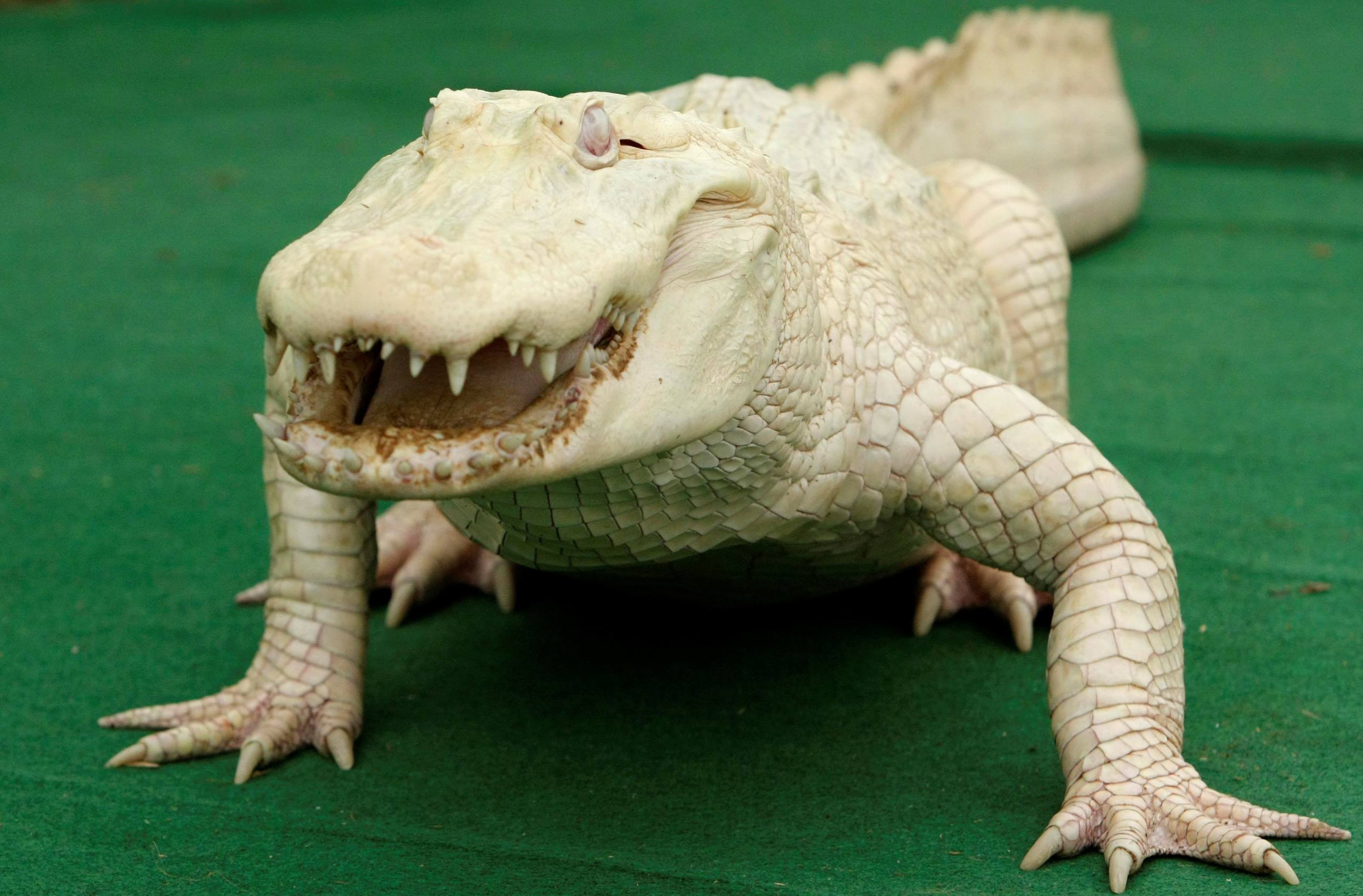pics: white animals