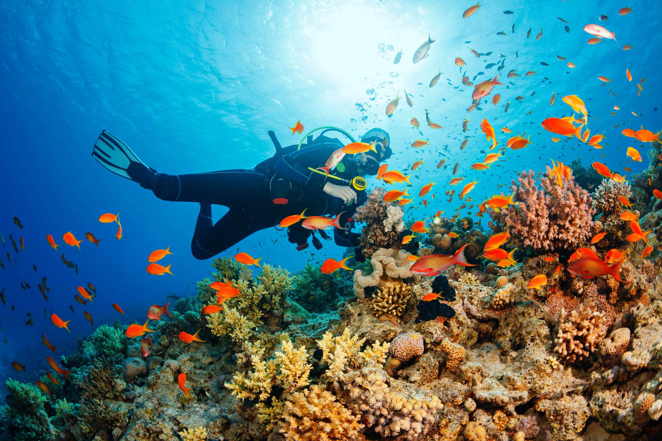 Fascinating facts about coral reefs