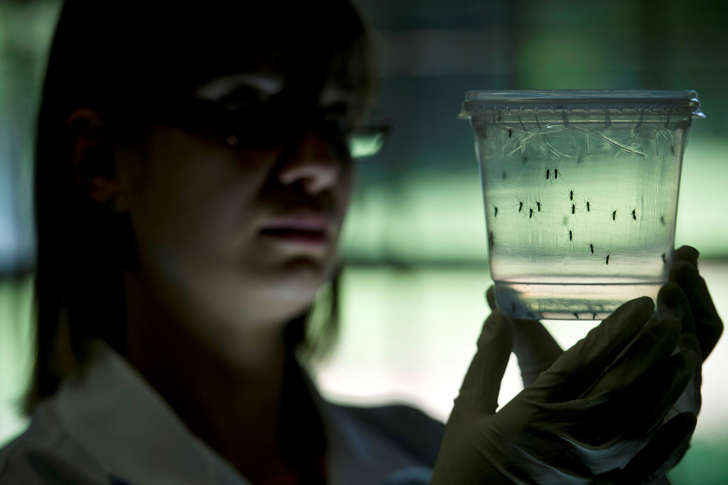 Aedes aegypti mosquitos are seen in containers at a lab of the Institute of Biomedical Sciences of the Sao Paulo University, on January 8, 2016 in Sao Paulo, Brazil. Researchers at the Pasteur Institute in Dakar, Senegal are in Brazil to train local researchers to combat the Zika virus epidemic.