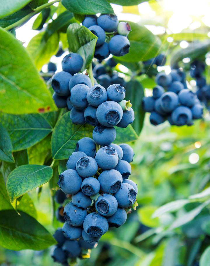 Blueberries: how to grow them