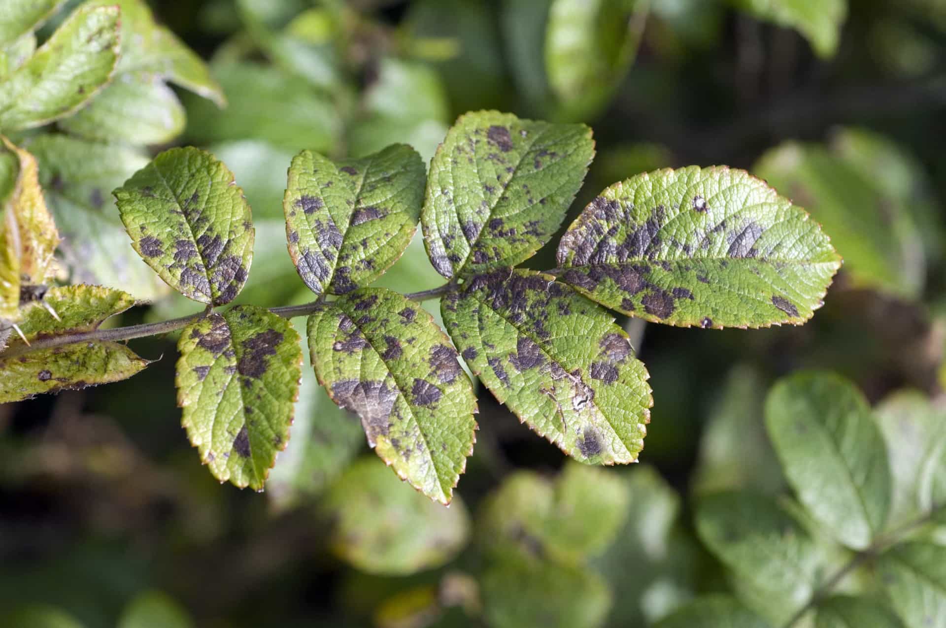 Common plant diseases and how to beat them