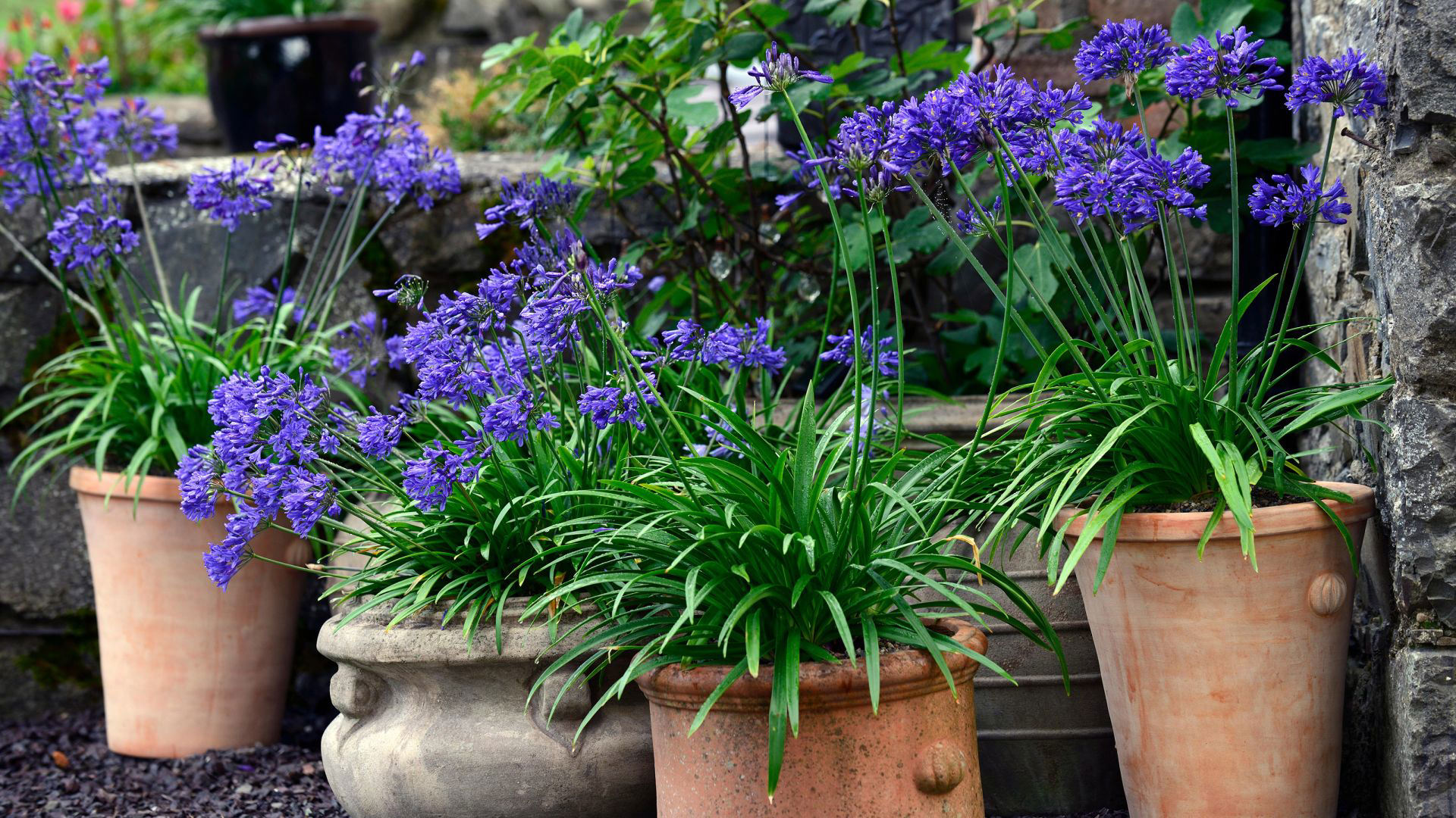 Best perennial plants for pots: 15 beautiful varieties for stunning ...