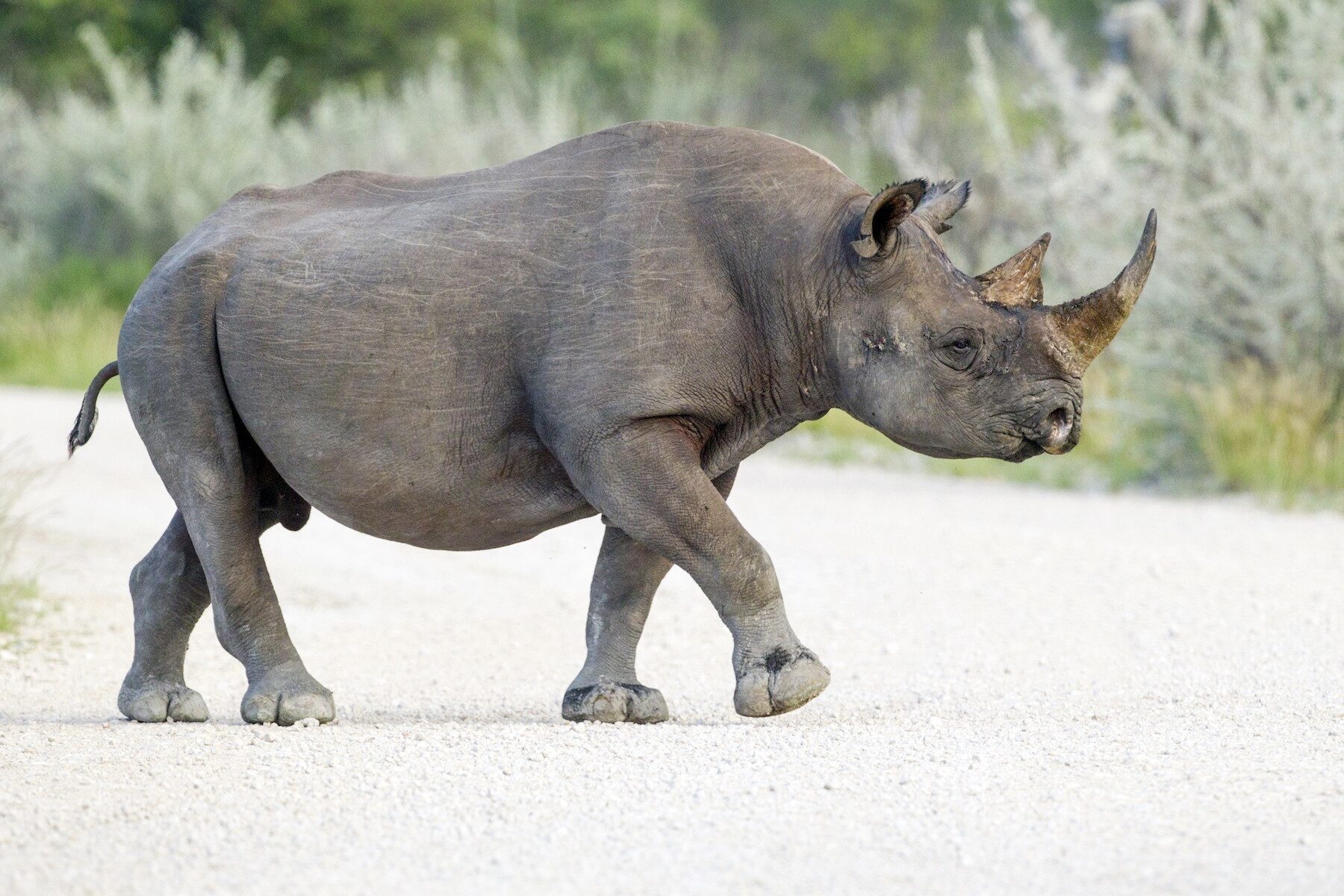 These animals are now extinct